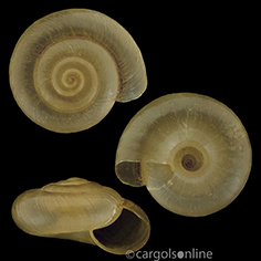 IMG_detallada/Zonitoides (Zonitoides) nitidus.jpg